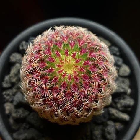 紫太陽仙人掌繁殖|紅太陽(Echinocereus rigidissimus),仙人掌科紅刺小可。